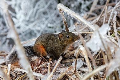 《如龙》工作室：龙引擎有点老了 正在考虑虚幻5
